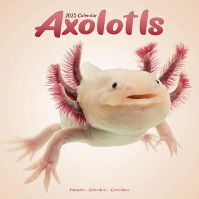 Axolotls Calendar 2025 Square Animal Wall Calendar - 16 Month-9781804604205