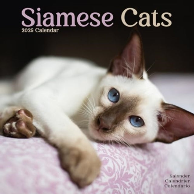 Cats - Siamese Calendar 2025 Square Cat Wall Calendar - 16 Month-9781804604267
