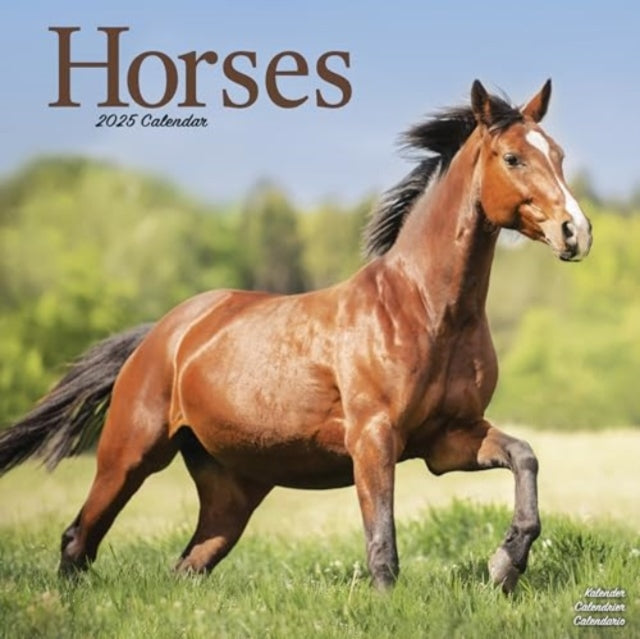 Horses Calendar 2025 Square Horses Wall Calendar - 16 Month-9781804604380