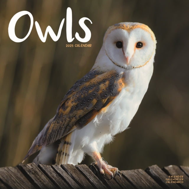 Owls Square Wall Calendar 2025-9781804604427