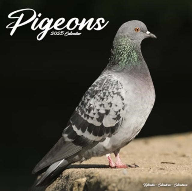 Pigeons Calendar 2025 Square Birds Wall Calendar - 16 Month-9781804604458