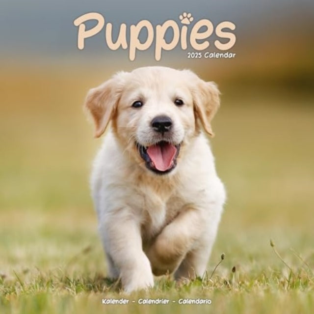 Puppies Calendar 2025 Square Animal Wall Calendar - 16 Month-9781804604472