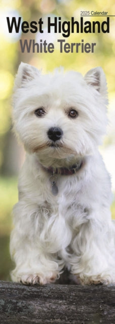 West Highland White Terrier Slim Calendar 2025-9781804605196