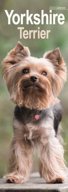 Yorkshire Terrier Slim Calendar 2025-9781804605202