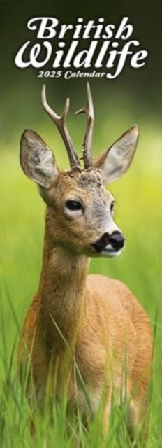 British Wildlife Slim Calendar 2025 Slimline Calendar - 12 Month-9781804605219