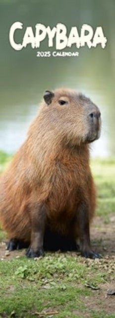 Capybara Slim Calendar 2025 Slimline Calendar - 12 Month-9781804605349
