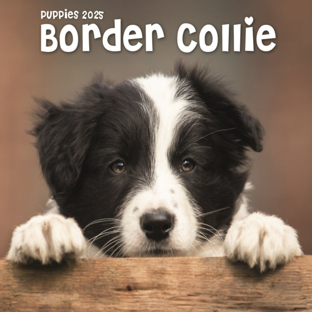 Border Collie Puppies Square Mini Calendar 2025-9781804605394