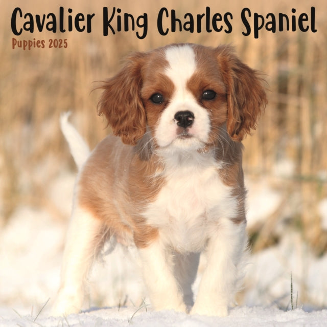 Cavalier King Charles Spaniel Puppies Square Mini Calendar 2025-9781804605424