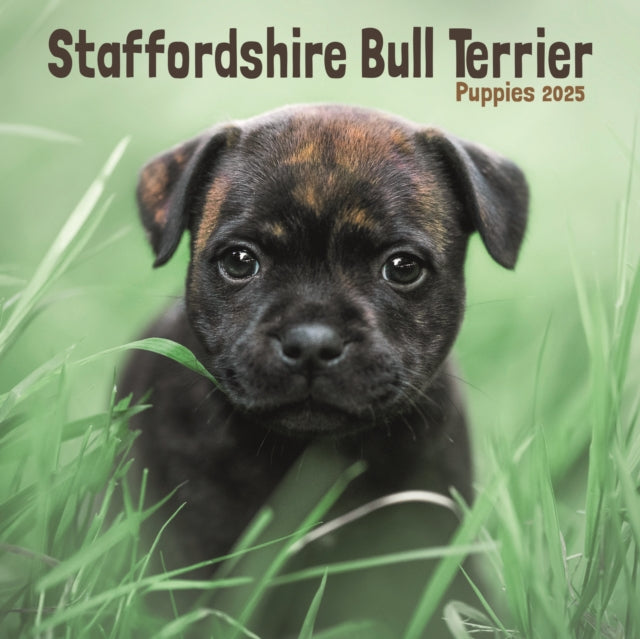 Staffordshire Bull Terrier Puppies Square Mini Calendar 2025-9781804605547