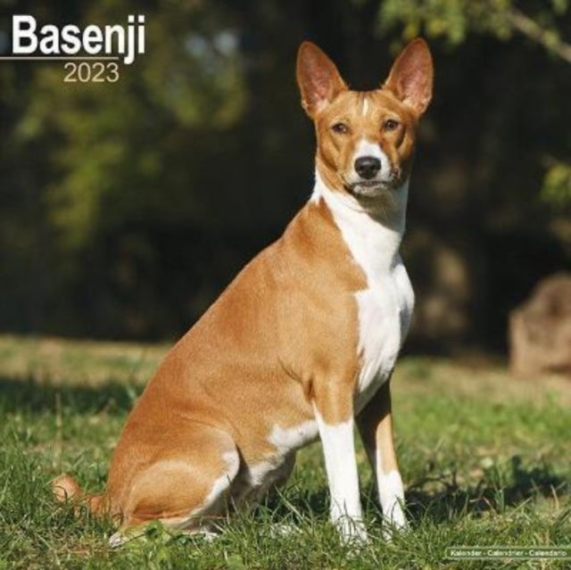 Basenji 2023 Wall Calendar-9781839416705