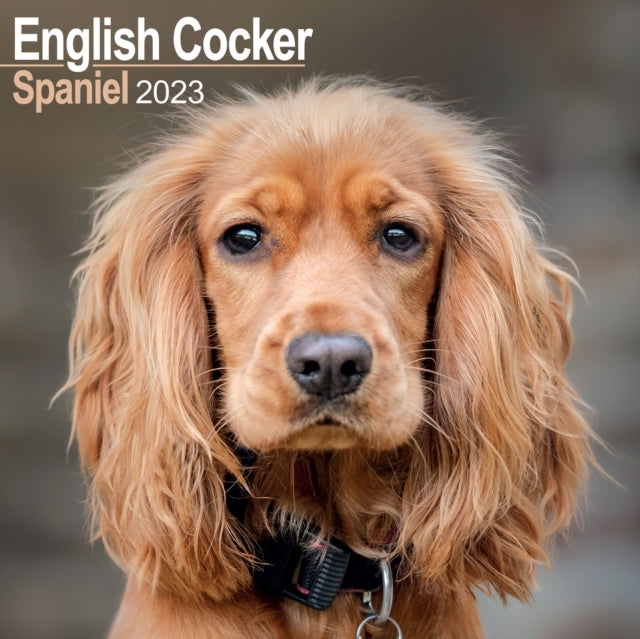 English Cocker Spaniel 2023 Wall Calendar-9781839417030