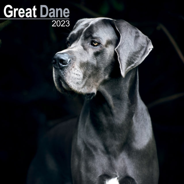 Great Dane (Euro) 2023 Wall Calendar-9781839417146