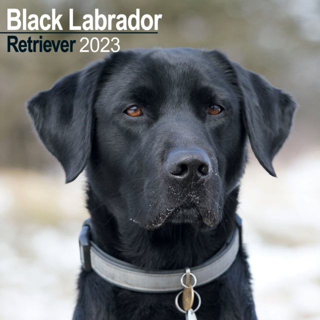 Black Labrador Retriever 2023 Wall Calendar-9781839417245