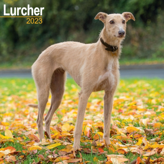 Lurcher 2023 Wall Calendar-9781839417290