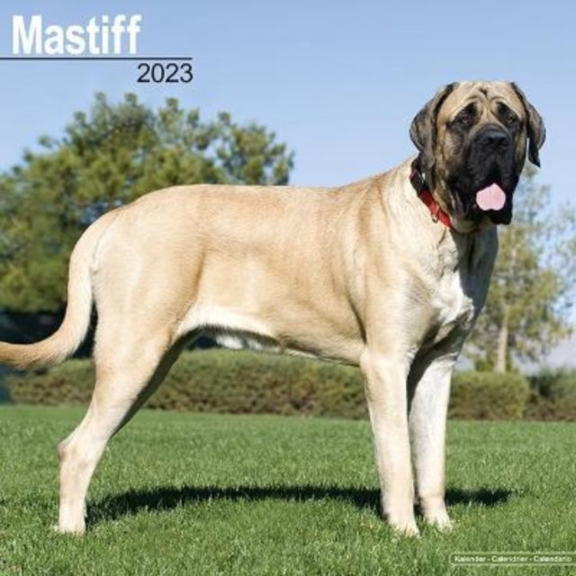 Mastiff 2023 Wall Calendar-9781839417313