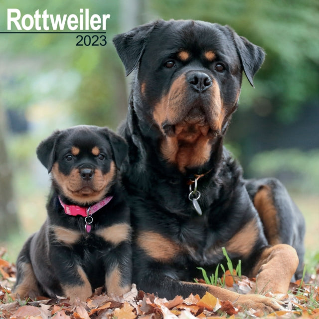 Rottweiler 2023 Wall Calendar-9781839417474