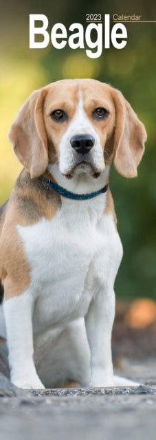 Beagle 2023 Slim Calendar-9781839418723