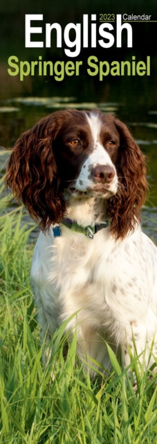 English Springer Spaniel 2023 Slim Calendar-9781839418815