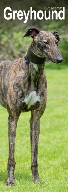 Greyhound 2023 Slim Calendar-9781839418853