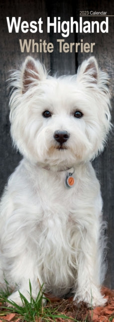 West Highland Terrier 2023 Slim Calendar-9781839418952