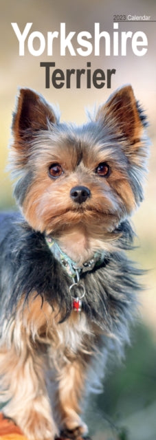 Yorkshire Terrier 2023 Slim Calendar-9781839418969