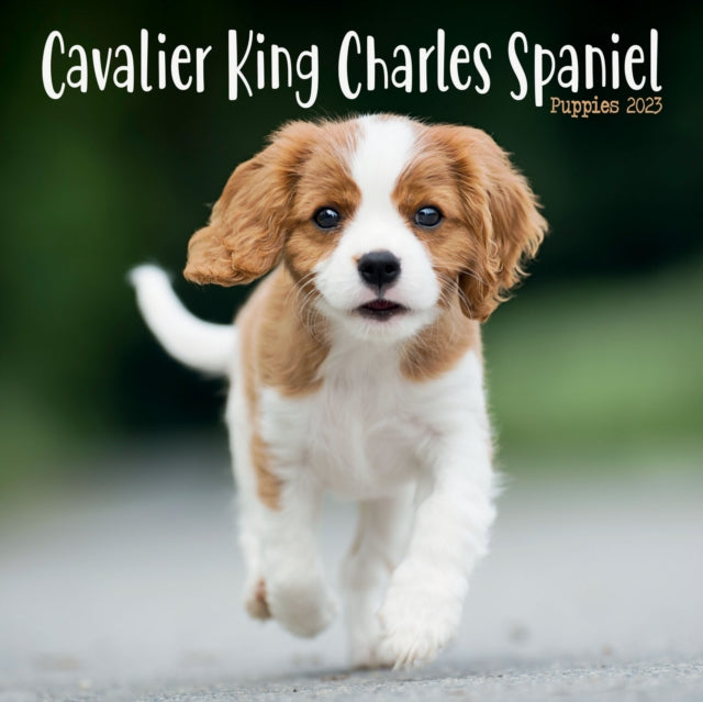 Cavalier King Charles Spaniel Puppies Mini Square Wall Calendar 2023-9781839419133