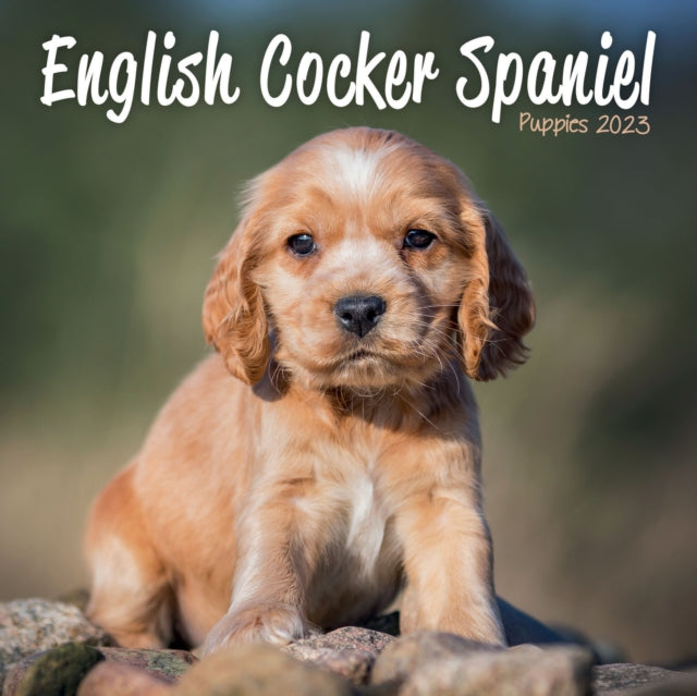 English Cocker Spaniel Puppies Mini Square Wall Calendar 2023-9781839419140