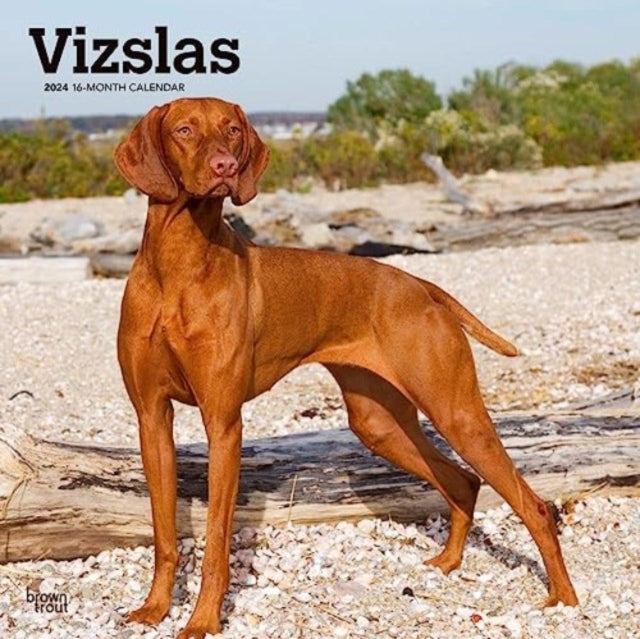VIZSLAS 2024 SQUARE-9781975465575
