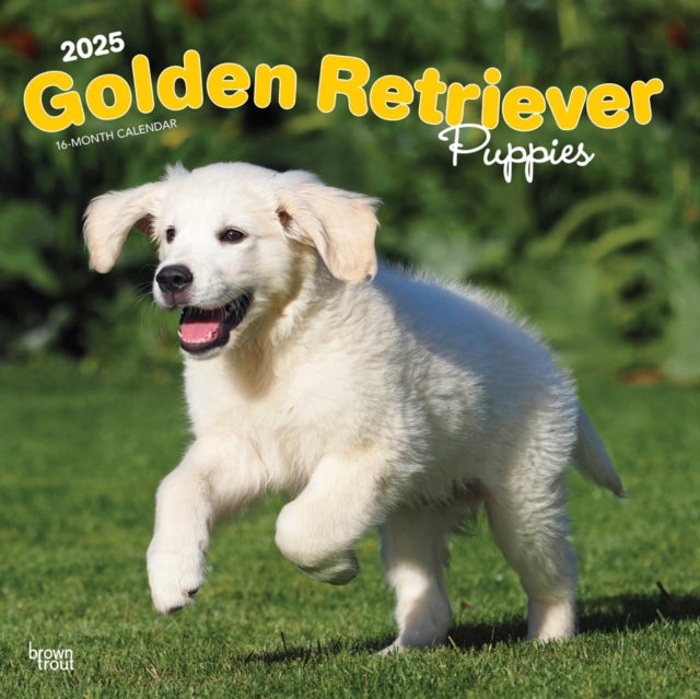 2025 Plastic-Free Golden Retriever Puppies Calendar-9781975477066