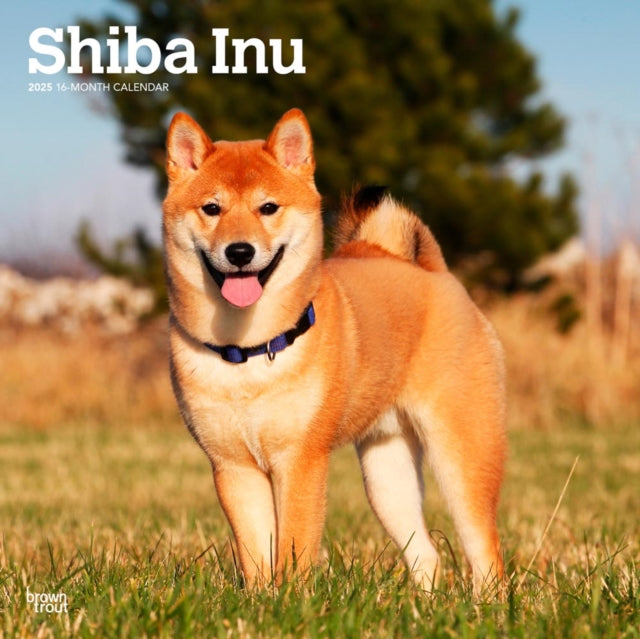 2025 Plastic-Free Shiba Inu Calendar-9781975477738