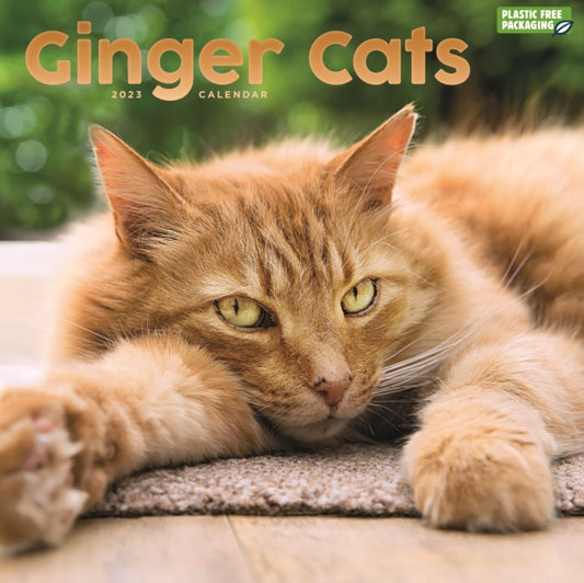 Ginger Cats Square Wall Calendar 2023-9781529826401