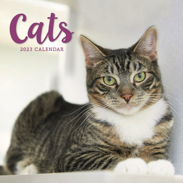 Cats Square Wiro Wall Calendar 2023-9781529826432