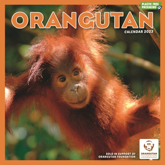 Orangutan Square Wall Calendar 2023-9781529827439