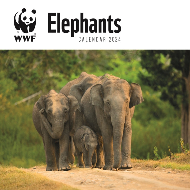 WWF Elephants Square Wall Calendar 2024-9781529833225