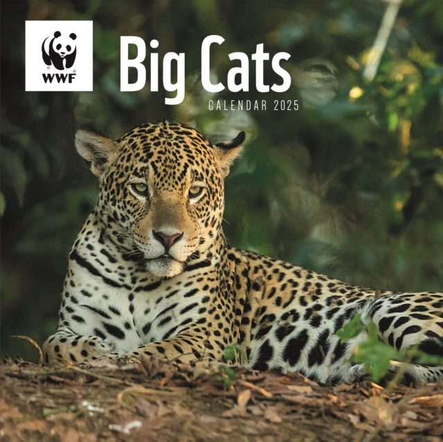 WWF Big Cats Square Wall Calendar 2025-9781529841213
