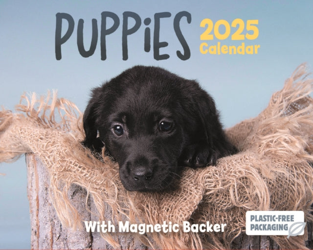 Puppies Mini Box Calendar 2025-9781529844443