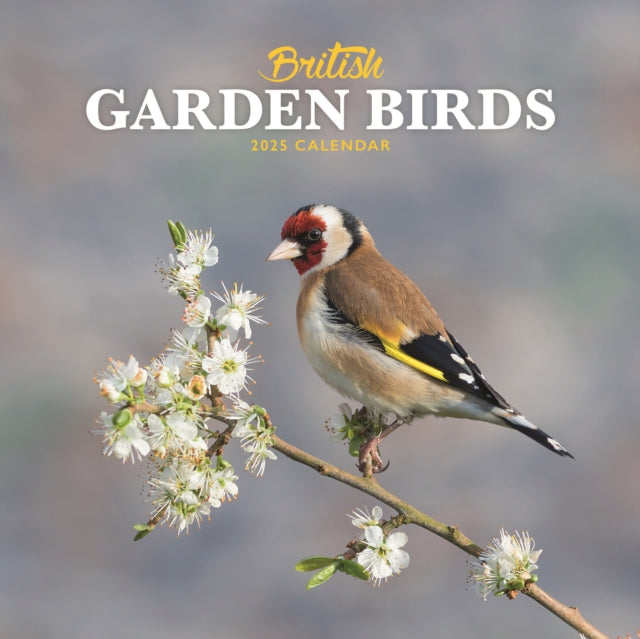British Garden Birds Square Mini Calendar 2025-9781529844658