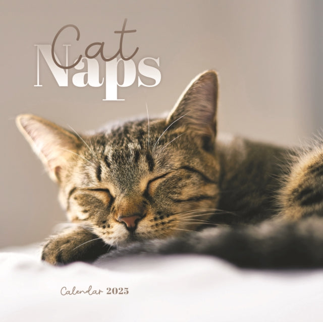Cat Naps Square Mini Calendar 2025-9781529844672