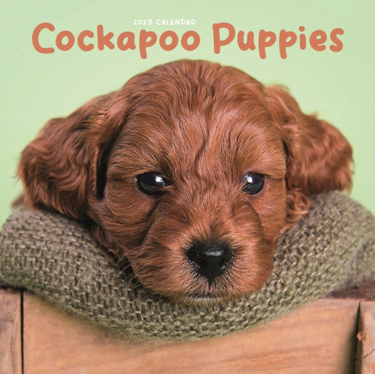 Cockapoo Puppies Square Mini Calendar 2025-9781529844696
