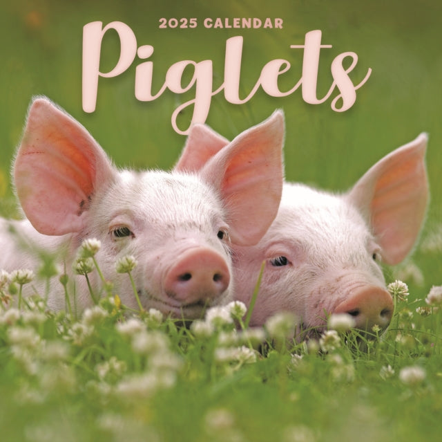 Piglets Square Mini Calendar 2025-9781529844818