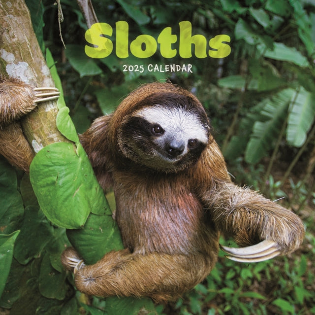 Sloths Square Mini Calendar 2025-9781529844832