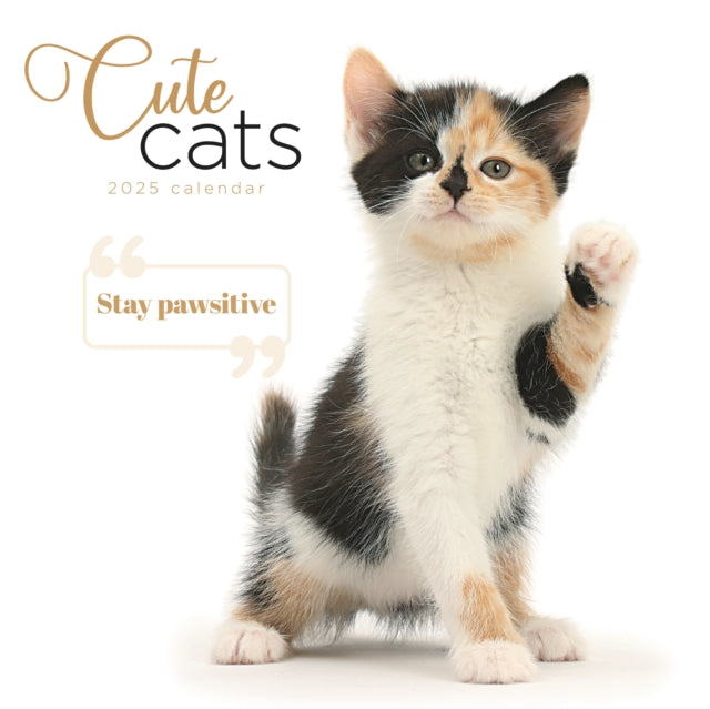 Cute Cats Square Wall Calendar 2025-9781529845136