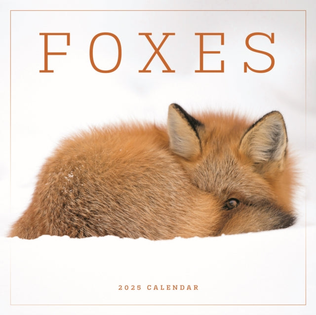 Foxes Square Wall Calendar 2025-9781529845327