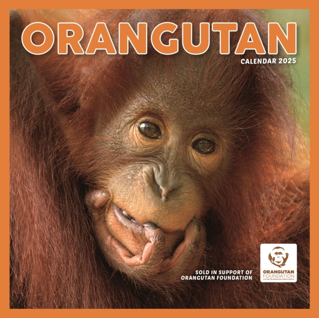 Orangutan Square Wall Calendar 2025-9781529845358