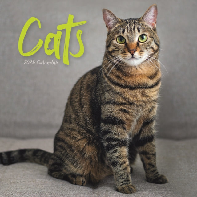 Cats Wiro Wall Calendar 2025-9781529845402