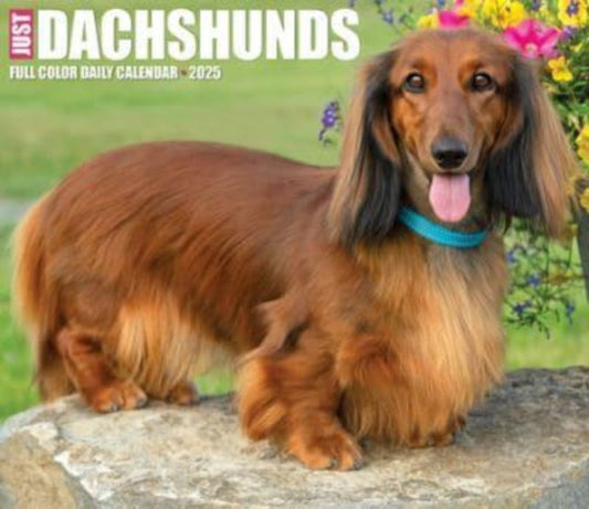 Dachshunds 2025 6.2 X 5.4 Box Calendar-9781549240775