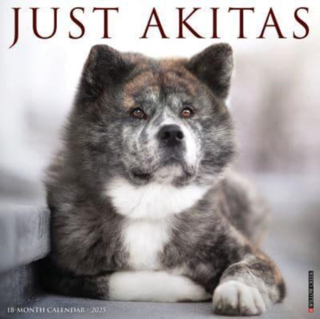 Just Akitas 2025 12 X 12 Wall Calendar-9781549241260