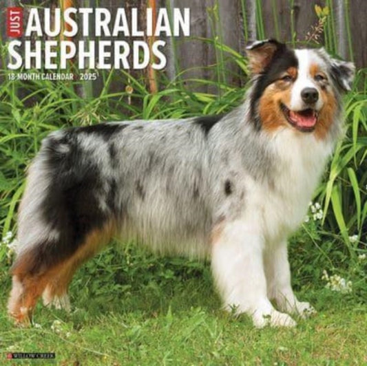 Just Australian Shepherds 2025 12 X 12 Wall Calendar-9781549241505