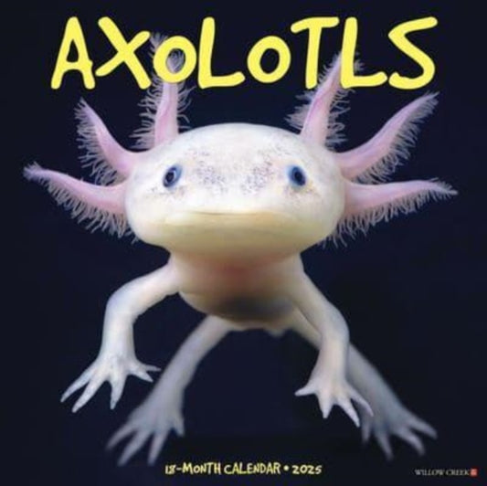 Axolotls 2025 12 X 12 Wall Calendar-9781549241512