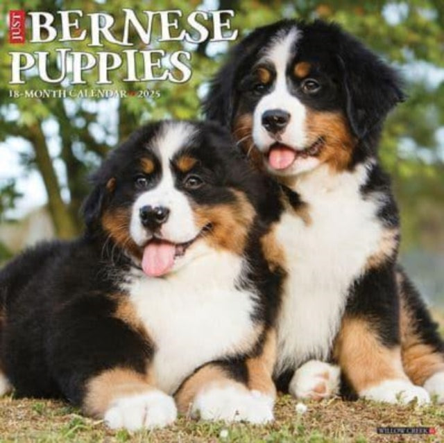 Just Bernese Mountain Puppies 2025 12 X 12 Wall Calendar-9781549241703